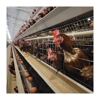 H-Typ automatische Schicht Hühnerkäfig Geflügelgeräte für die Eierproduktion