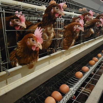 Automatischer galvanisierter H-Typ Hühnerkäfig für Geflügelzucht