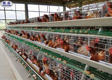 Galvanisierter Ei-Schicht-Hühnerkäfig/Ei-Legehennen bewirtschaften 3 Jahre Garantie-