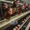 Automatische 160 Vogelschicht Geflügelfarm Käfig für Eierschichten