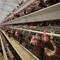 Automatischer galvanisierter H-Typ Hühnerkäfig für Geflügelzucht