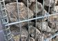 50 x 100mm galvanisierten geschweißte Masche Gabion/geschweißte Steinkäfig-Wand