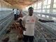 Hühnerbatterie-Hühnerzufuhr der Schicht-Q235 für Geflügelfarmen