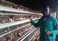 Die Landwirtschaft des Geflügel-Huhns sperrt automatischen Hühnerschicht-Käfig mit langem Leben ein
