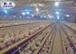 A / H schreiben Schicht-Hühnerkäfig mit automatischem System für Geflügelzucht-Ausrüstung
