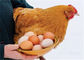 Art Hühnerkäfig der Schicht-Geflügelzucht-A galvanisierte automatisches