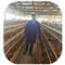 Des Hühnerstall-Hühnerkäfig-3/4 Vogel-hohe Qualität Reihen-der Kapazitäts-96-160 in Tansania