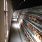 Tierischer automatischer Hühnerschicht-Handelskäfig für Geflügelfarm-Ausrüstung