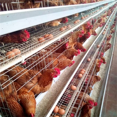 160 Vögel überlagern Draht 1.95m der Hühnerstahlkäfig-Geflügelfarm-Ausrüstungs-Q235 galvanisiert