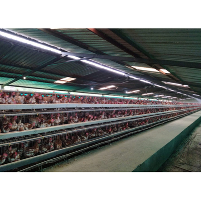 Galvanisierte 3 Stufen 120 Schicht Hühnerkäfig Geflügel Automatisches Wassersystem