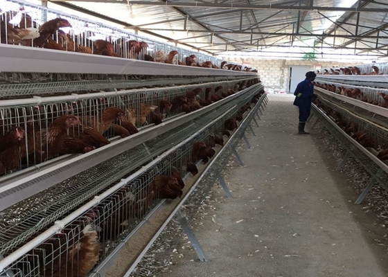 Ei PVOC Schicht Hühnerkäfige für 2000 Vögel Geflügelfarm Bau