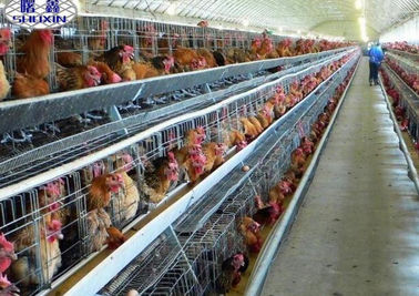 Automatisches Schicht-Hühnerkäfig-Geflügel-Batterie-System in Botswana-Bauernhof