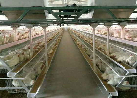Automatische Geflügel-Hühnerkäfige des Batterie-Bauernhof-Q235