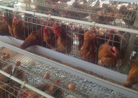 Das 120 Vogel-galvanisierte automatischer Geflügel-Käfig die große Kapazität für Geflügelfarm