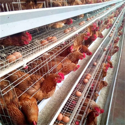 3 Vogel-Legehenne-Geflügel-Käfig-Schicht-Huhn der Reihen-96 für Bauernhof