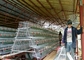 3 Reihen 4 Räume 500-1000 Vogel-Hühnerzucht-Käfige für philippinische Bauernhöfe
