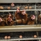 Batterie Metall Tier Schicht Hühnerkäfig für Hühner Eier legen