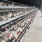 Galfan Draht Geflügelhaus Schicht Hühnerkäfig zum Legen von Eiern