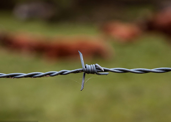Warmtauchen Galvanisiertes Stahldoppeldrehte Farm Stacheldraht Rollen