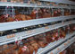Bauernhöfe schreiben eine Geflügelzucht-Käfige, Reihen der Draht-Hühnerkäfig-3 - 4