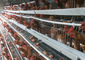 4 Art Schicht-Hühnerkäfig der Reihen-128 der Kapazitäts-H für Handelshühnerbauernhof