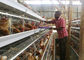 Reihen-Hühnerschicht-Batterie Tansania-Bauernhof-4, Geflügel sperren System ein
