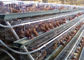 Draht-Mesh Layer Chicken Cages Battery-Käfig mit automatisches Hühnerfütterungssystem