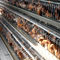 Automatische A Art Hühnerschicht-Käfig HDG für Geflügelfarm