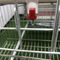 Automatische A Art Hühnerschicht-Käfig HDG für Geflügelfarm