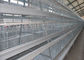 Die große Kapazität galvanisierte automatische Schicht Hen Cages For 160 Hühner