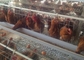 Starke geräumige galvanisierte Vögel des Schicht-Hühnerkäfig-128 für Geflügelfarm-Züchtung